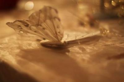 Papillon-flou.jpg
